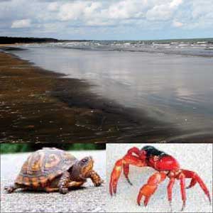 Odisha Govt to develop two more beaches