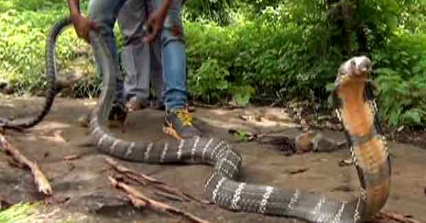 Video: 18 feet-long King Cobra rescued in Odisha’s Similipal