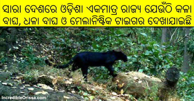 Black Panther spotted in Odisha’s Sundergarh forest first time