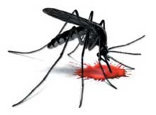 Dengue in Odisha