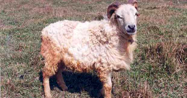Odisha’s Kendrapada sheep becomes 42nd sheep breed in India