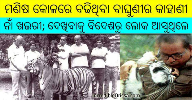 Khairi a tigress lived with human parents in Odisha documentary video