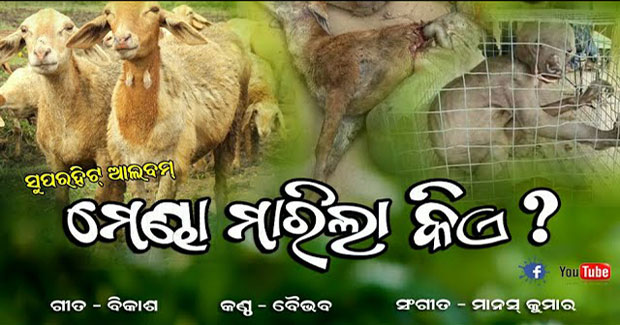 Mendha Marila Kie odia song on Niali sheep killing incident