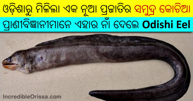Scientists discover new eel species in Odisha, name it Odishi Eel