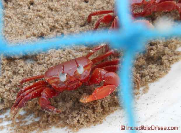 Red Crabs at Satapada