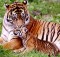 Tigers in Odisha