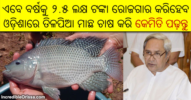 Tilapia fish farming in Odisha: Earn Rs 2.50 lakh per year