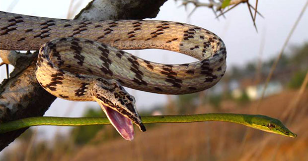Biologists from Odisha discovered Variable Coloured Vine Snake