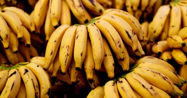 Bananas may become extinct in 5 to 10 years due to fungal diseases
