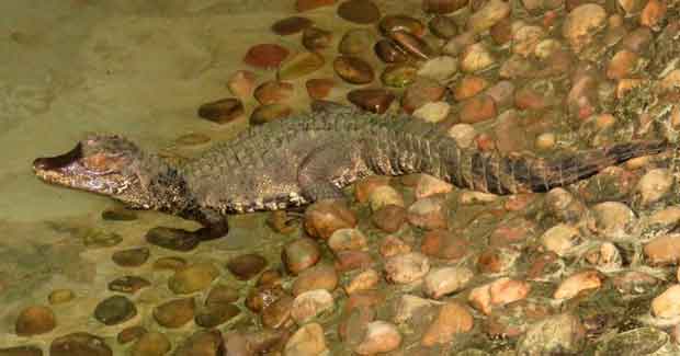 Caiman crocodiles in Nandankanan