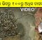 Cobra babies found inside house in Odisha
