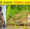Cobra laying eggs in Odisha