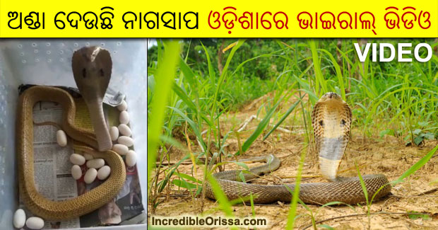 Cobra laying eggs in Odisha
