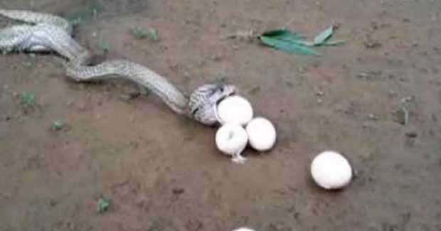 Odisha: Cobra throws up eggs after swallowing in Mayurbhanj