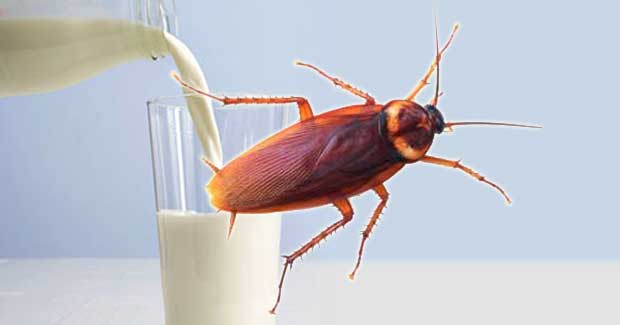 Cockroach milk has more energy than Buffalo milk and Cow milk