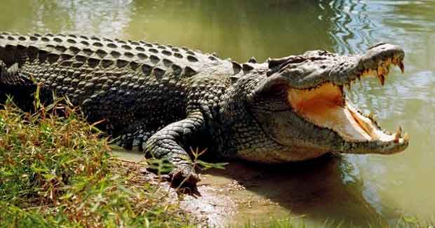 Crocodile in Bhitarkanika