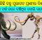 Fossil of mammoth in Odisha