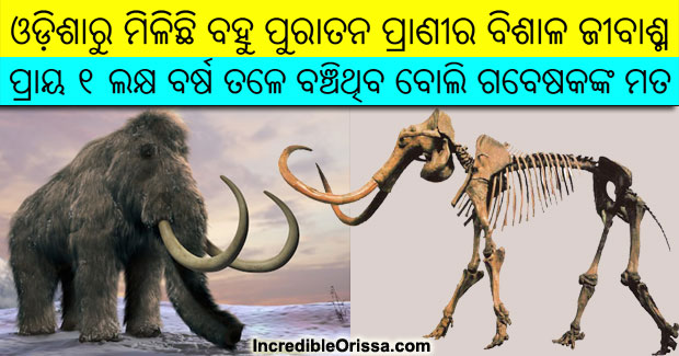 Fossil of an ancient mammoth found in Odisha’s Jajpur district