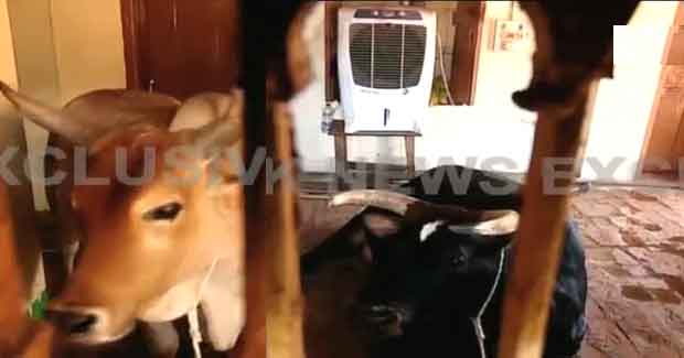 Odisha MLA’s air-conditioned kennel, cow and goat shed video