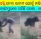 Odisha man mauled to death by bear