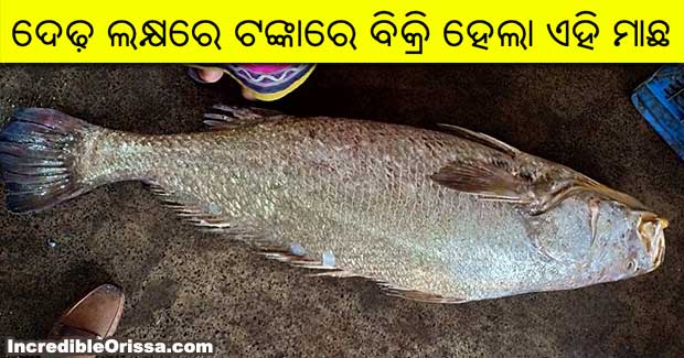 Odisha fisherman sells rare 28-kg Ghol fish for Rs 1.5 lakh