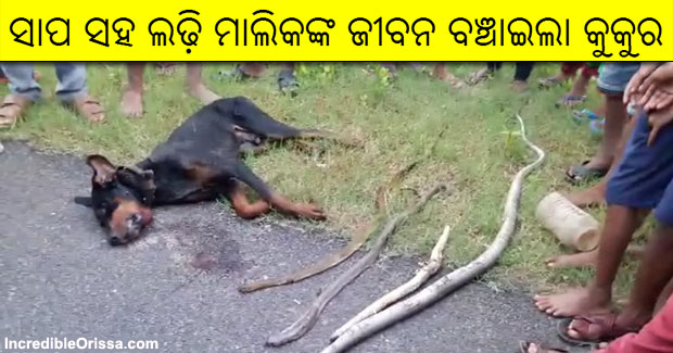 Pet dog sacrifices life to save master’s family in Odisha