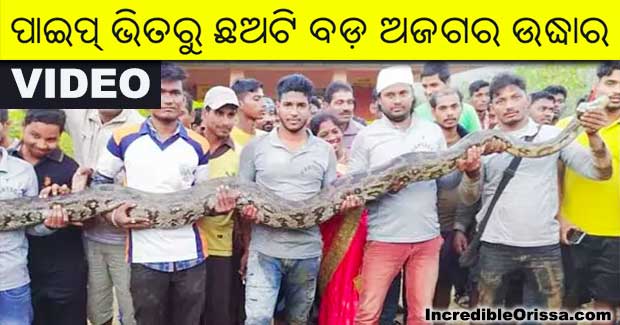 pythons rescued in odisha