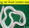 rare white snake odisha bhubaneswar