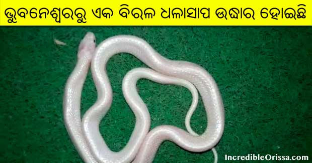 rare white snake odisha bhubaneswar