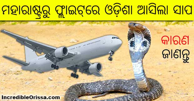 Rescued king cobra in Maharashtra sent back to Odisha via flight