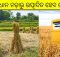 Rice straw based bio-fuel production in Odisha