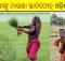 free smartphones for women farmers in odisha
