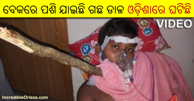 Odisha boy critical after tree branch pierces through neck