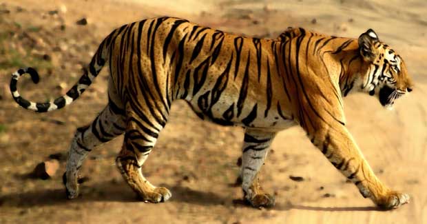wild tigress